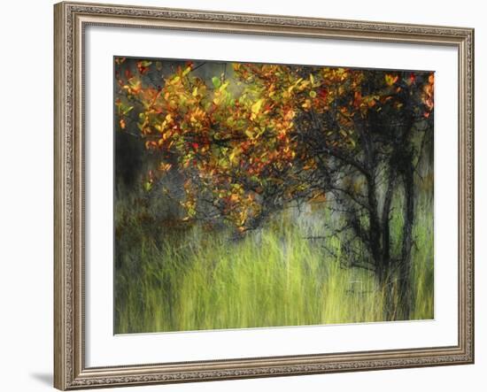 Bittersweet-Ursula Abresch-Framed Photographic Print