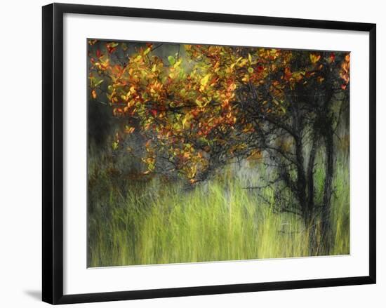 Bittersweet-Ursula Abresch-Framed Photographic Print