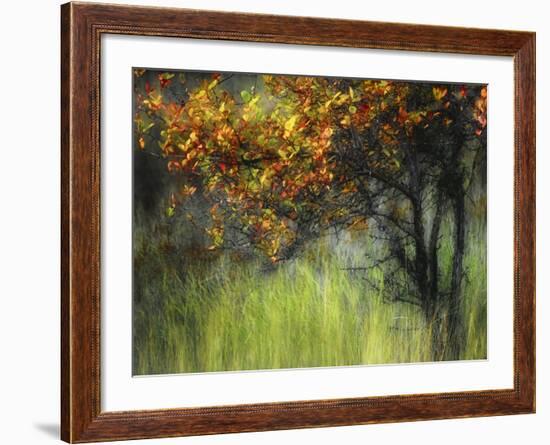 Bittersweet-Ursula Abresch-Framed Photographic Print