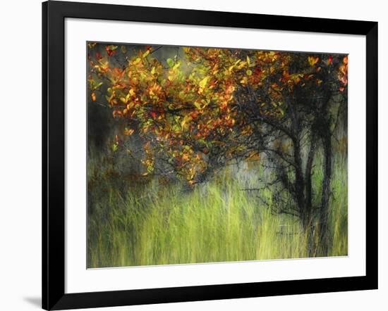 Bittersweet-Ursula Abresch-Framed Photographic Print