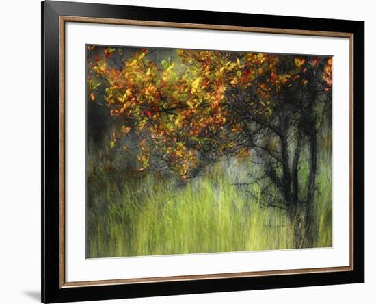 Bittersweet-Ursula Abresch-Framed Photographic Print