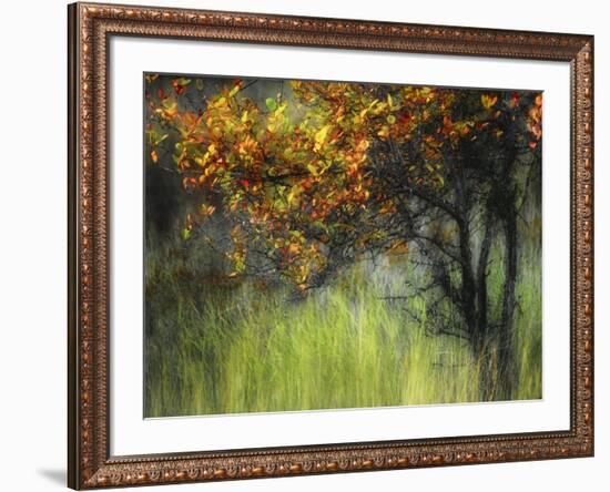 Bittersweet-Ursula Abresch-Framed Photographic Print