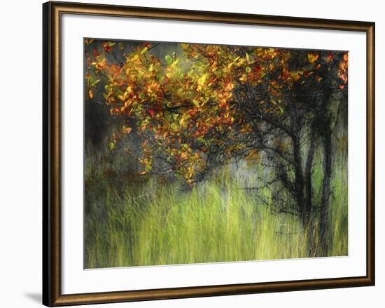 Bittersweet-Ursula Abresch-Framed Photographic Print