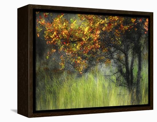 Bittersweet-Ursula Abresch-Framed Premier Image Canvas