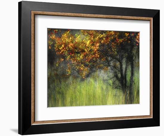 Bittersweet-Ursula Abresch-Framed Premium Photographic Print