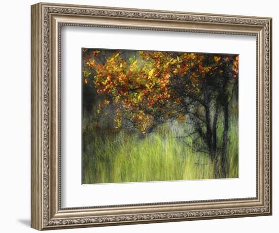 Bittersweet-Ursula Abresch-Framed Photographic Print