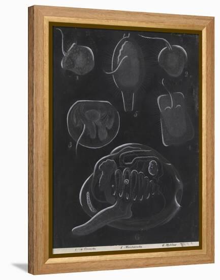 Bivalve Molluscs-Philip Henry Gosse-Framed Premier Image Canvas
