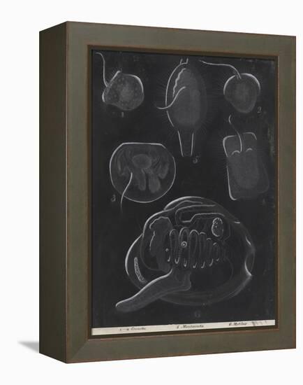 Bivalve Molluscs-Philip Henry Gosse-Framed Premier Image Canvas