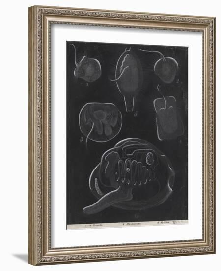 Bivalve Molluscs-Philip Henry Gosse-Framed Giclee Print