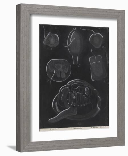 Bivalve Molluscs-Philip Henry Gosse-Framed Giclee Print