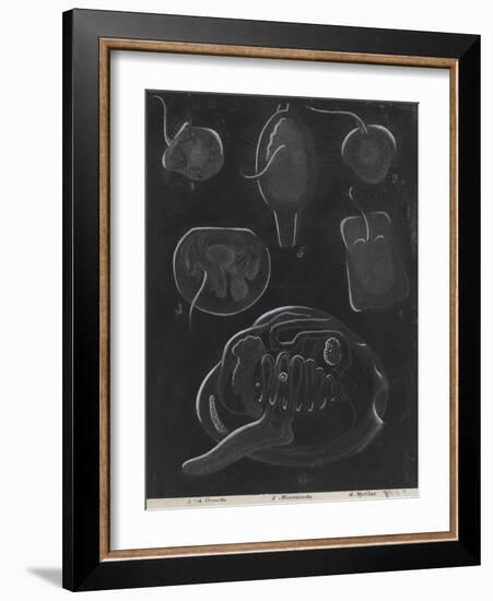 Bivalve Molluscs-Philip Henry Gosse-Framed Giclee Print