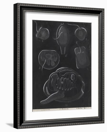 Bivalve Molluscs-Philip Henry Gosse-Framed Giclee Print