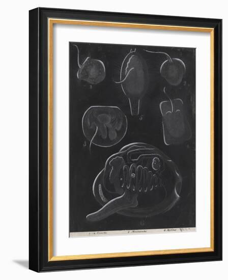 Bivalve Molluscs-Philip Henry Gosse-Framed Giclee Print