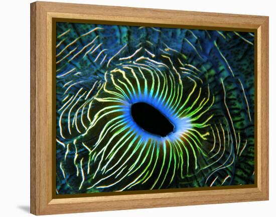 Bivalve of the Tridacna Genus-Andrea Ferrari-Framed Premier Image Canvas