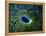 Bivalve of the Tridacna Genus-Andrea Ferrari-Framed Premier Image Canvas