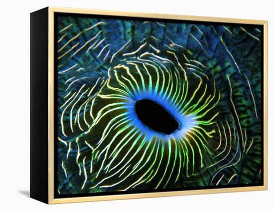 Bivalve of the Tridacna Genus-Andrea Ferrari-Framed Premier Image Canvas