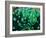 Bivalve of the Tridacna Genus-Andrea Ferrari-Framed Photographic Print