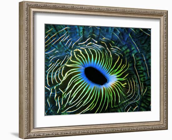 Bivalve of the Tridacna Genus-Andrea Ferrari-Framed Photographic Print