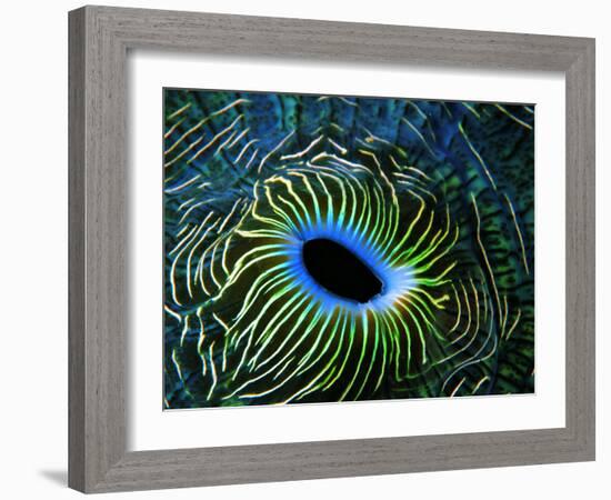 Bivalve of the Tridacna Genus-Andrea Ferrari-Framed Photographic Print