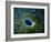 Bivalve of the Tridacna Genus-Andrea Ferrari-Framed Photographic Print