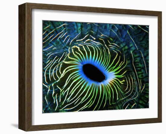 Bivalve of the Tridacna Genus-Andrea Ferrari-Framed Photographic Print