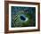 Bivalve of the Tridacna Genus-Andrea Ferrari-Framed Photographic Print