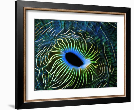 Bivalve of the Tridacna Genus-Andrea Ferrari-Framed Photographic Print