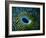 Bivalve of the Tridacna Genus-Andrea Ferrari-Framed Photographic Print