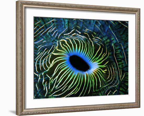 Bivalve of the Tridacna Genus-Andrea Ferrari-Framed Photographic Print