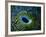 Bivalve of the Tridacna Genus-Andrea Ferrari-Framed Photographic Print