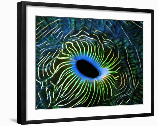 Bivalve of the Tridacna Genus-Andrea Ferrari-Framed Photographic Print