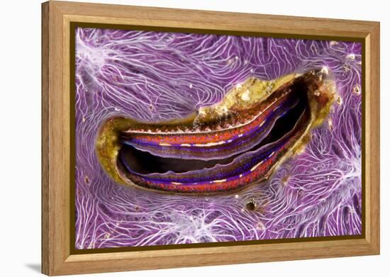 Bivalve Scallop (Pedum Spondyloideum) Inside A Coral Covered With Purple Sponge-Franco Banfi-Framed Premier Image Canvas