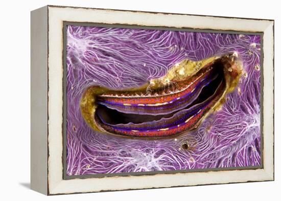 Bivalve Scallop (Pedum Spondyloideum) Inside A Coral Covered With Purple Sponge-Franco Banfi-Framed Premier Image Canvas