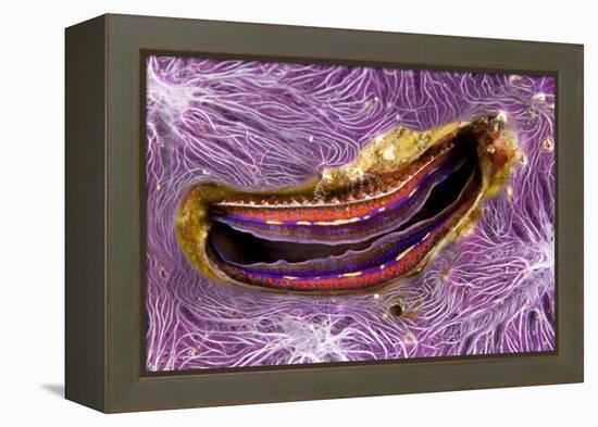 Bivalve Scallop (Pedum Spondyloideum) Inside A Coral Covered With Purple Sponge-Franco Banfi-Framed Premier Image Canvas