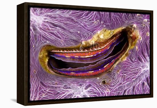 Bivalve Scallop (Pedum Spondyloideum) Inside A Coral Covered With Purple Sponge-Franco Banfi-Framed Premier Image Canvas