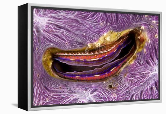 Bivalve Scallop (Pedum Spondyloideum) Inside A Coral Covered With Purple Sponge-Franco Banfi-Framed Premier Image Canvas