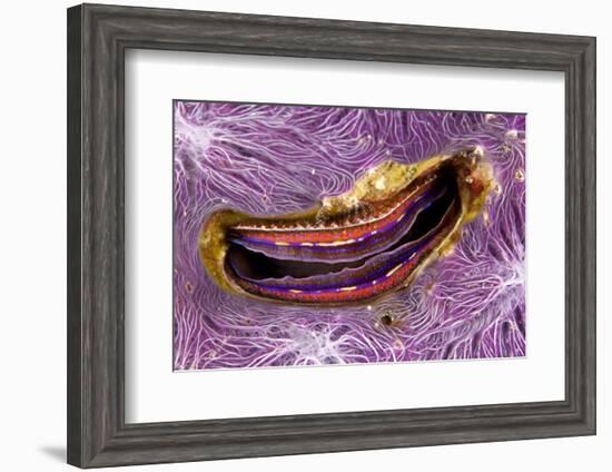 Bivalve Scallop (Pedum Spondyloideum) Inside A Coral Covered With Purple Sponge-Franco Banfi-Framed Photographic Print