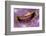 Bivalve Scallop (Pedum Spondyloideum) Inside A Coral Covered With Purple Sponge-Franco Banfi-Framed Photographic Print