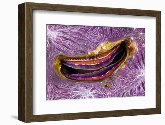 Bivalve Scallop (Pedum Spondyloideum) Inside A Coral Covered With Purple Sponge-Franco Banfi-Framed Photographic Print