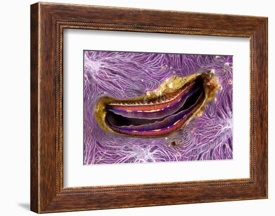 Bivalve Scallop (Pedum Spondyloideum) Inside A Coral Covered With Purple Sponge-Franco Banfi-Framed Photographic Print