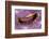 Bivalve Scallop (Pedum Spondyloideum) Inside A Coral Covered With Purple Sponge-Franco Banfi-Framed Photographic Print