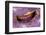 Bivalve Scallop (Pedum Spondyloideum) Inside A Coral Covered With Purple Sponge-Franco Banfi-Framed Photographic Print