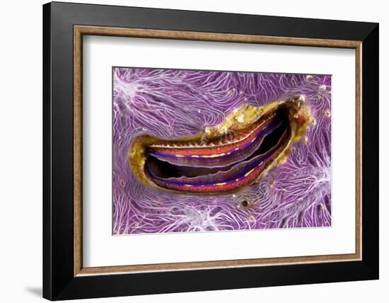 Bivalve Scallop (Pedum Spondyloideum) Inside A Coral Covered With Purple Sponge-Franco Banfi-Framed Photographic Print