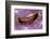 Bivalve Scallop (Pedum Spondyloideum) Inside A Coral Covered With Purple Sponge-Franco Banfi-Framed Photographic Print