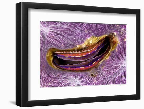 Bivalve Scallop (Pedum Spondyloideum) Inside A Coral Covered With Purple Sponge-Franco Banfi-Framed Photographic Print