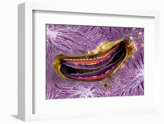 Bivalve Scallop (Pedum Spondyloideum) Inside A Coral Covered With Purple Sponge-Franco Banfi-Framed Photographic Print