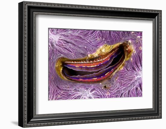 Bivalve Scallop (Pedum Spondyloideum) Inside A Coral Covered With Purple Sponge-Franco Banfi-Framed Photographic Print