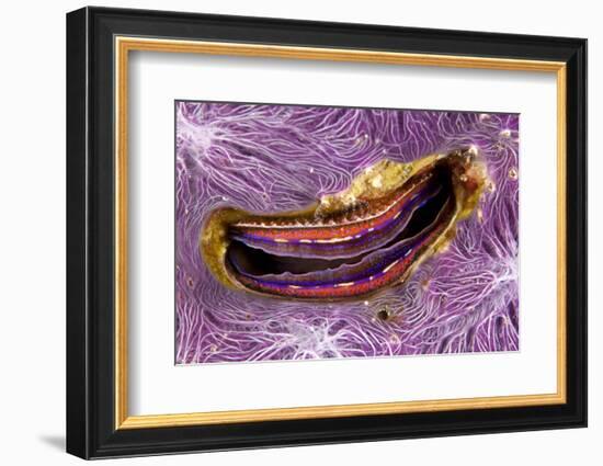 Bivalve Scallop (Pedum Spondyloideum) Inside A Coral Covered With Purple Sponge-Franco Banfi-Framed Photographic Print