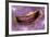 Bivalve Scallop (Pedum Spondyloideum) Inside A Coral Covered With Purple Sponge-Franco Banfi-Framed Photographic Print