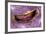 Bivalve Scallop (Pedum Spondyloideum) Inside A Coral Covered With Purple Sponge-Franco Banfi-Framed Photographic Print